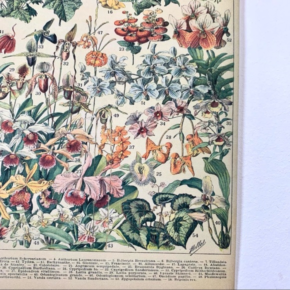 Adolphe Millot 1909 Fleurs Floral Print 2 of 5 - Picture 6 of 7